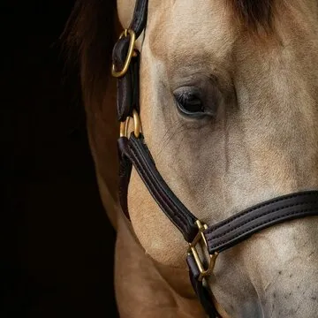 Customer Support Representative